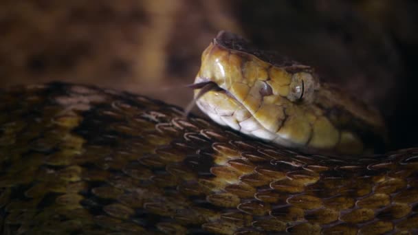 Powolny Film Wideo Jadowitego Węża Fer Lance Bothrops Atrox Językiem — Wideo stockowe