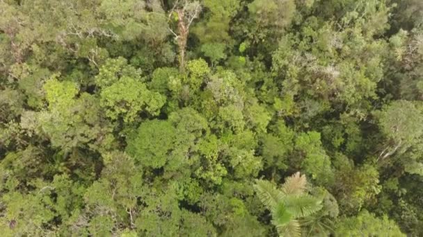 drone vidéo de forêt tropicale à l'aube en Amazonie équatorienne, Rio Shiripuno