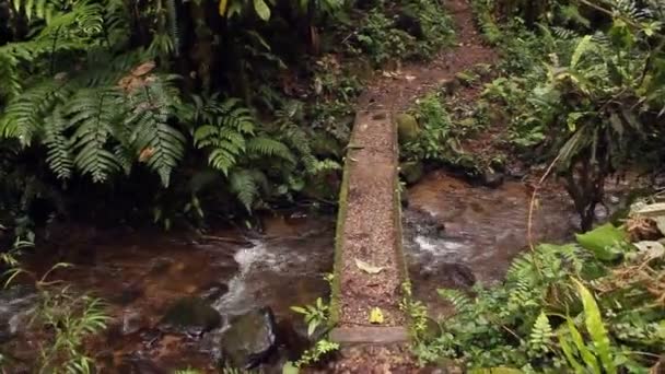 Temblando Vídeo Caminando Por Camino Bosque Con Árboles Río Puente — Vídeos de Stock