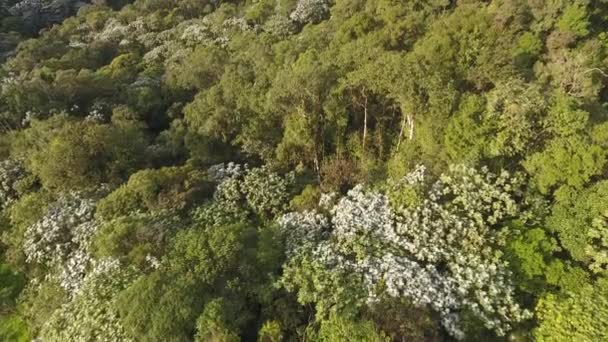 熱帯雨林のドローン映像緑の葉植物植物植物 — ストック動画