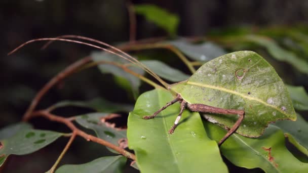 Video Von Grünem Katydid Das Einem Blatt Ähnelt Ecuador — Stockvideo