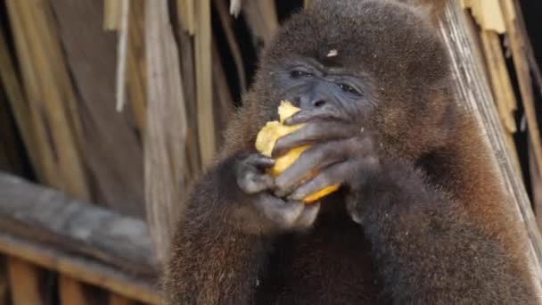 Pequeño Mono Naturaleza Vídeo Animales — Vídeos de Stock