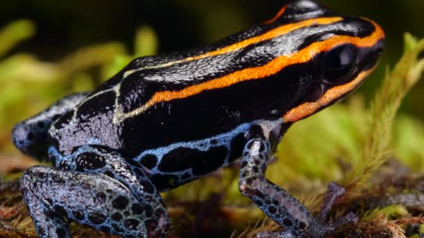 Video Retikulované Jedovaté Žáby Ranitomeya Ventrimaculata — Stock video