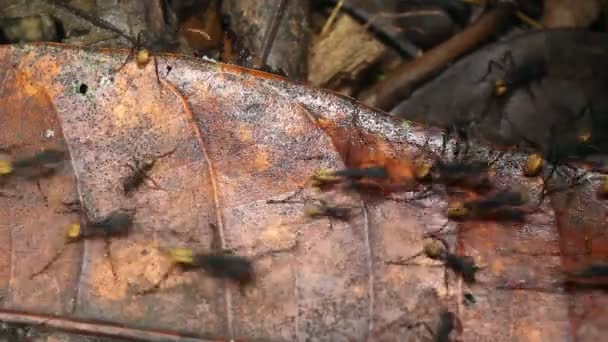 Video Formiche Che Corrono Lungo Foresta Pluviale Amazzonia Ecuadoriana — Video Stock