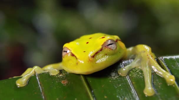 Video Spotted Treefrog Hypsiboas Punctatus Hojas Plnat Tropicales Selva Tropical — Vídeos de Stock