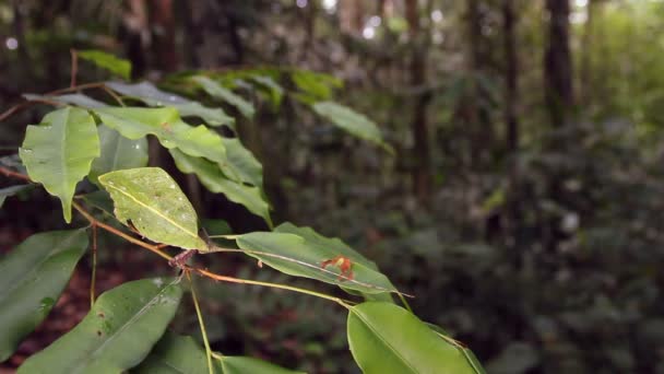 Video Von Grünem Katydid Das Einem Blatt Ähnelt Ecuador — Stockvideo