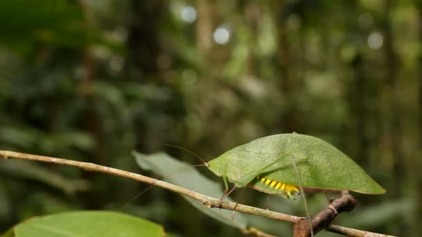 绿色Katydid像一片叶子的视频 厄瓜多尔 — 图库视频影像