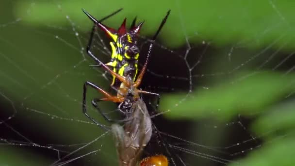 Vidéo Spiny Orb Weaver Araignée Avec Mouche Dans Piège — Video