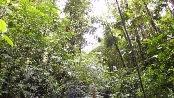 Dziki Las Tropikalny Pnie Drzew Para Wodna Wideo — Wideo stockowe