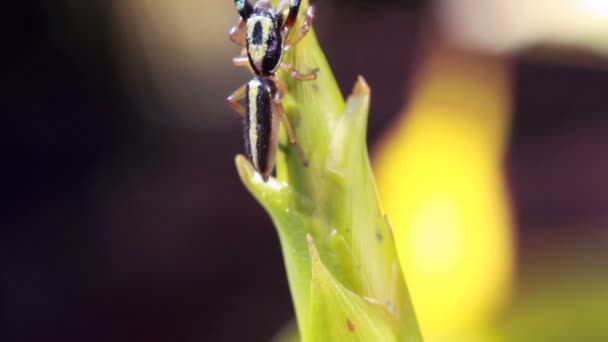 Vídeo Fauna Natureza Bug — Vídeo de Stock