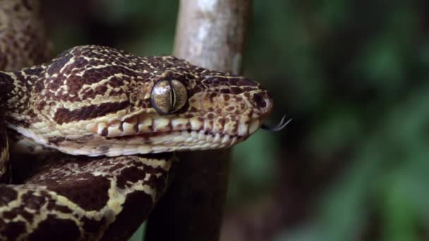 Vidéo Garden Tree Boa Snake Corallus Hortulanus Battant Langue Ralenti — Video