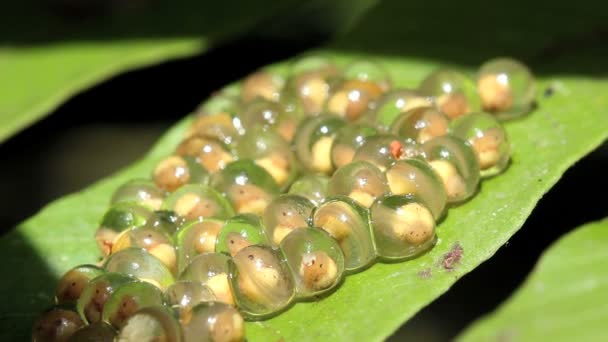 Video Small Frog Tadpoles — Stock Video