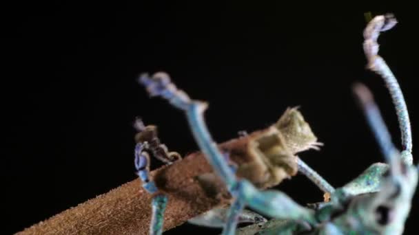 Glitter Weevil Bug Compsus Ljusgrön Art Från Ecuadors Amazonas Fotoniska — Stockvideo