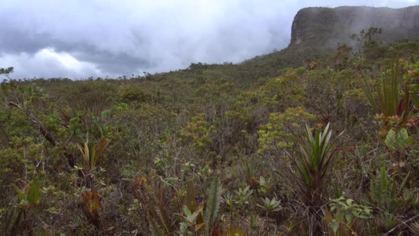 Vídeo Paisajes Montañosos Con Hierba Verde Plantas Nubes — Vídeos de Stock
