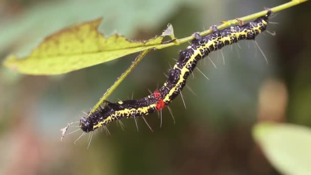 Video Von Amazonas Geometrischer Raupe Ecuadorianischer Amazonas — Stockvideo