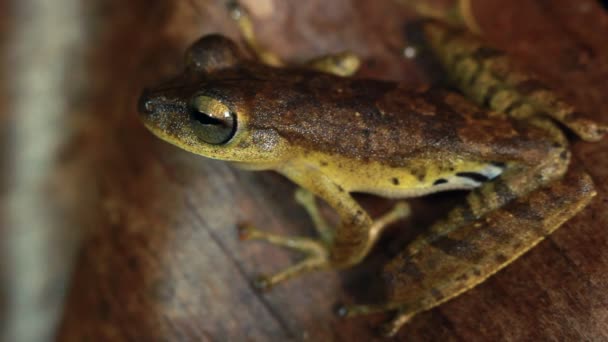 Close Video Van Korthoofdige Treefrog Dendropsophus Parviceps — Stockvideo