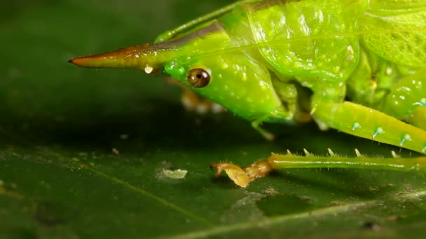 Video Close Thorny Devil Katydid Panacanthus Cuspidatus Τροπικό Δάσος Εκουαδόρ — Αρχείο Βίντεο