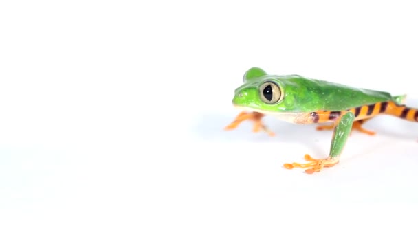Відео Тигр Стрибає Leaf Frog Phyllomedusa Tomopterna Білій Поверхні — стокове відео