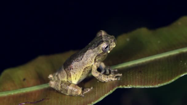 Βίντεο Από Short Headed Treefrog Dendropsophus Parviceps — Αρχείο Βίντεο