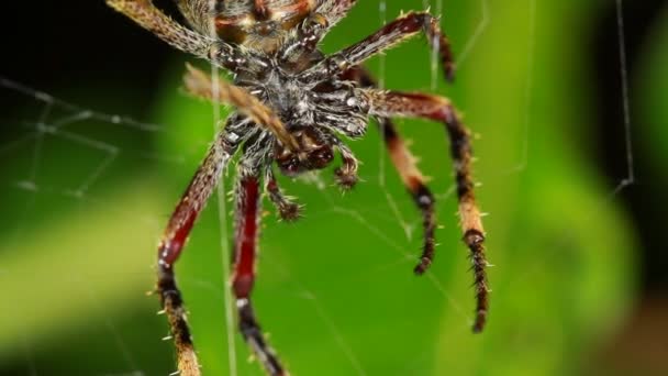 Vídeo Araña Con Web Fauna Naturaleza — Vídeos de Stock