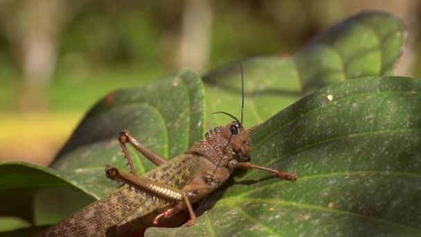 Çekirge Cırcırböceği Kahverengi Katydid Videosu — Stok video