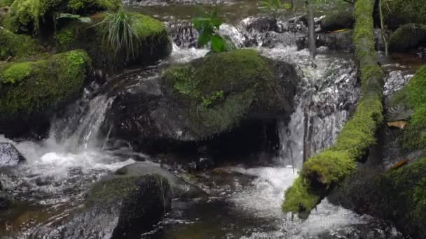 Slow Motion Video River Flow Water Steam Forest — Stock Video