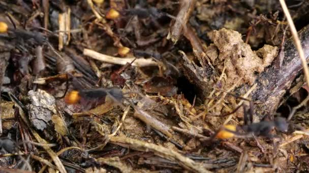Zeitlupenvideo Von Army Ameisen Eciton Rapax Regenwaldboden Ecuadorianischen Amazonas — Stockvideo