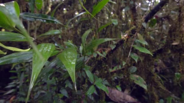 Wilder Tropischer Wald Mit Bäumen Moosgras Auf Baumstämmen Videos — Stockvideo
