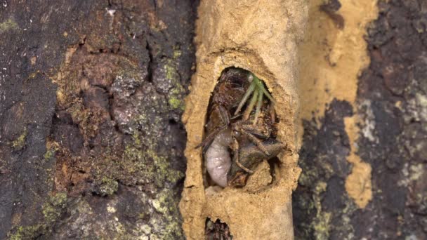 Avispa Potter Grande Vespidae Larva Alimentándose Arañas Paralizadas Video — Vídeo de stock