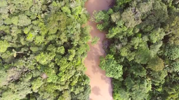 Video Rio Shiripuno River Flow Tropical Rainforest Ecuadorian Amazon — Stock Video