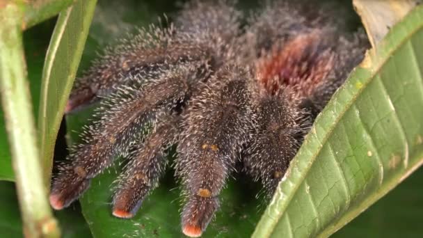 Video Von Großer Vogelspinne Avicularia Auf Grünem Blatt — Stockvideo