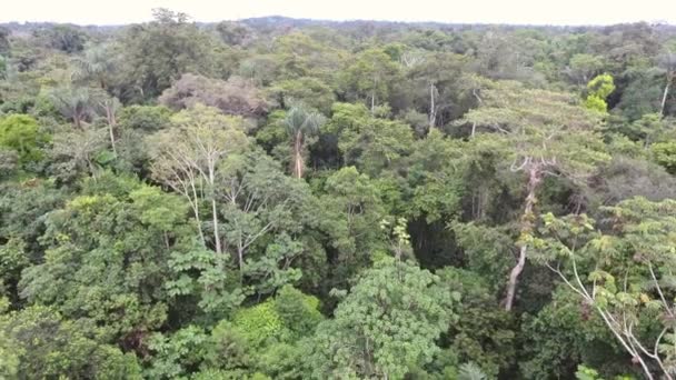 Vídeo Vista Aérea Floresta Tropical Amazônia Equatoriana — Vídeo de Stock