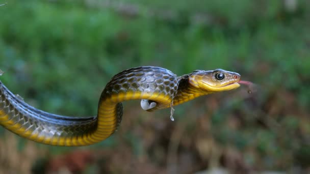 Slow Motion Video Common Sipo Snake Chironius Exoletus — 비디오