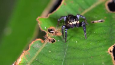 Küçük örümcek, Salticidae ailesi, video. 