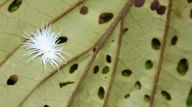 Yağmur ormanlarındaki bir çalılığın yapraklarına yayılmış balmumu ile yaprak biti. Tropikal yağmur ormanlarında, Ekvador 'da, video