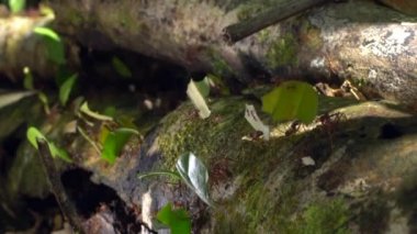 Yaprak kesen karıncaların yavaş çekim videosu, yaprakları taşıyan Atta sp 