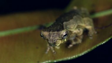 Short Head Treefrog, Dendropthe Parviceps 'in videosu 