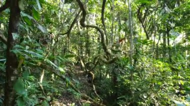 Amazon yağmur ormanlarından geçiyor, Rio Tiputini, Orellana, Ekvador