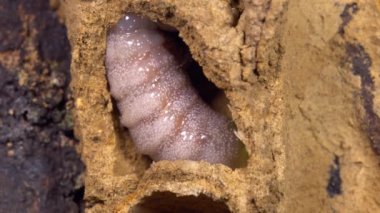Büyük Potter Wasp, Vespidae, larva felçli örümceklerle besleniyor, video.