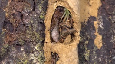 Büyük Potter Wasp, Vespidae, larva felçli örümceklerle besleniyor, video.