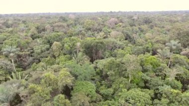 Ekvador Amazon 'daki tropikal yağmur ormanlarının hava görüntüsü