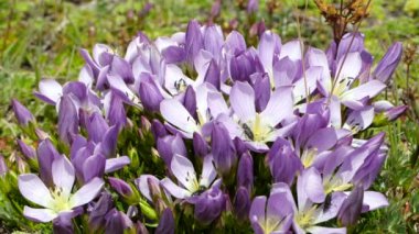 Büyüyen mor menekşe çiçekleri videosu