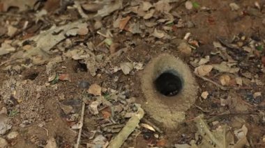 Video, meliponine arı yuvasına giriş yuvası, yükseltilmiş toprak, tropikal yağmur ormanı, Ekvador