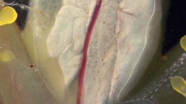 Makro çekim, şeffaf kurbağa kalp atışı videosu, Glass Frog, Vitreorana oyampiensis 