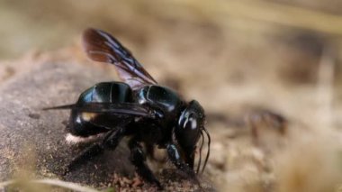 Yavaş çekim videosu, tuzlu yerli arılar grubu, Ekvador Amazon nehir kıyısı.