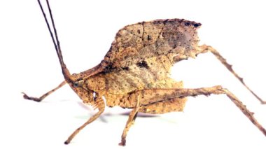 Video, Yaprak beyaz arka planda Ekvador Amazon 'undan Katydid' i taklit ediyor