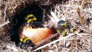Yaban arılarının salyangoz kabuğunun etrafında yuva yaptığı yavaş çekim videosu