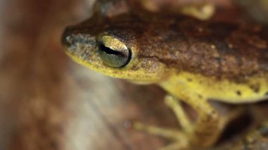 Short Head Treefrog, Dendropthe Parviceps 'in yakın çekim videosu 