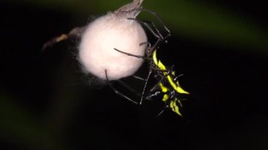 Dikenli örümceğin yavaş çekim videosu, Micrathena sp örgü ören ipek yuvası, Ekvador Amazon