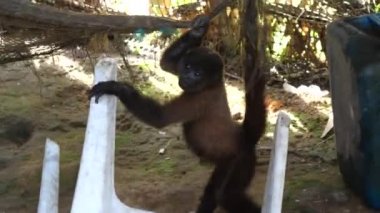 Doğadaki küçük maymun, hayvan videosu. 